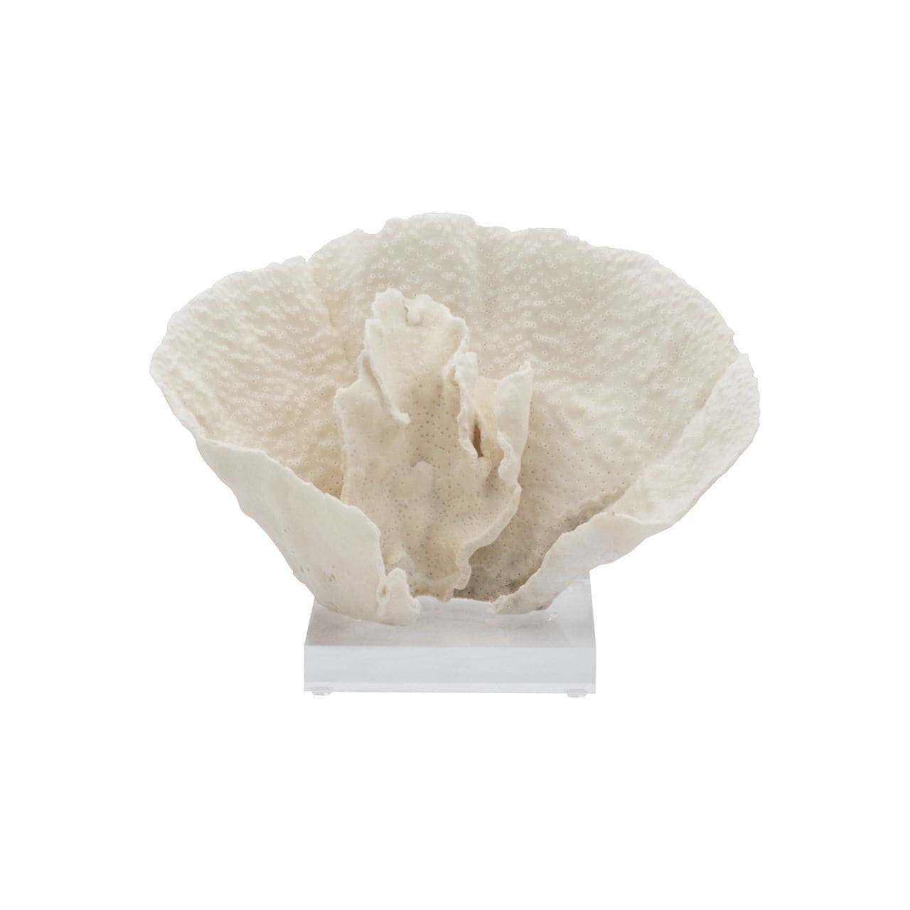 Cup Coral 10 12 Inch On Acrylic Base