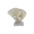 Cup Coral 7 10 Inch On Acrylic Base