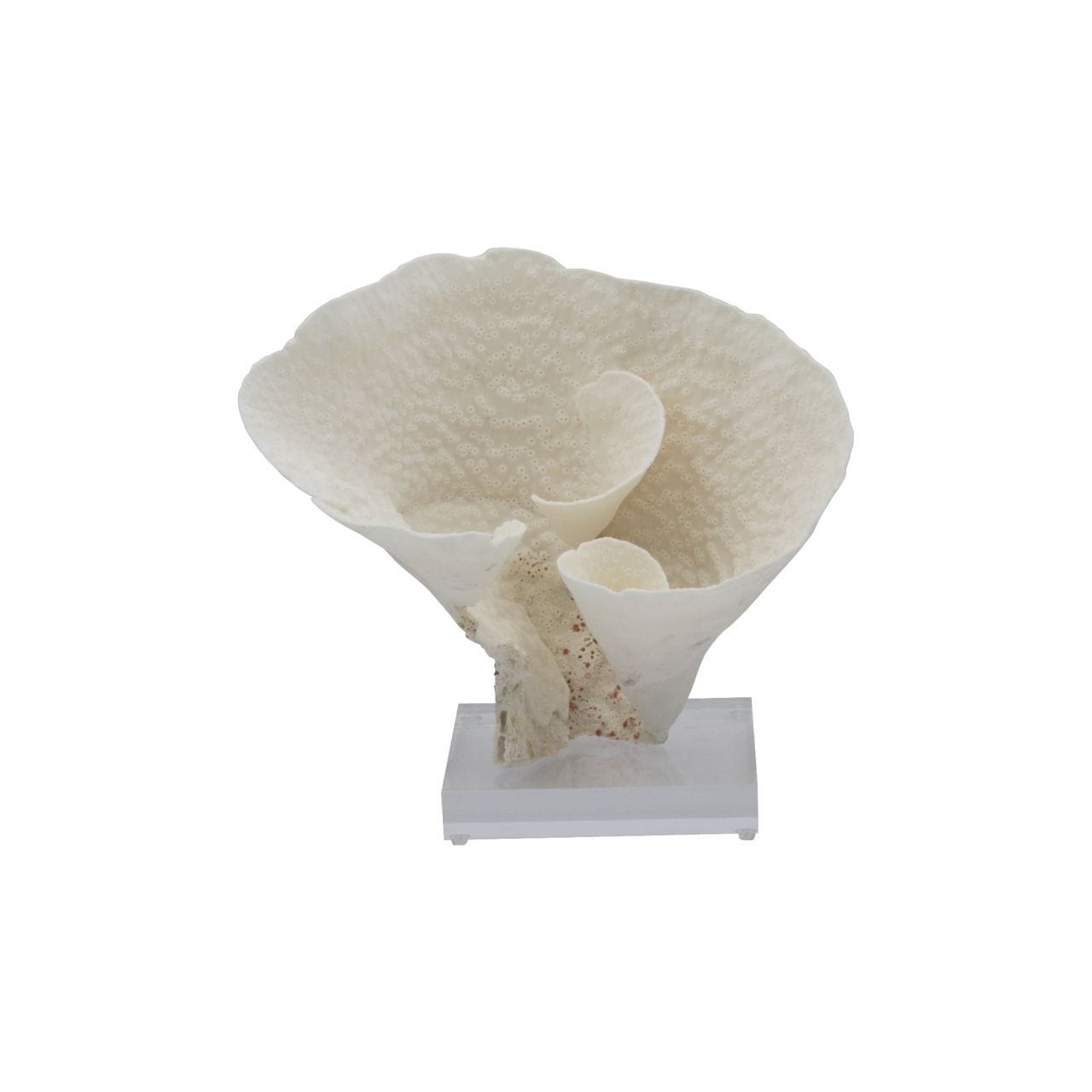 Cup Coral 7 10 Inch On Acrylic Base