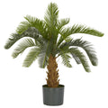 Cycas Palm Silk Plant