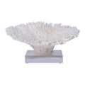 D Table Coral Special 12 15 Inch On Acrylic Base