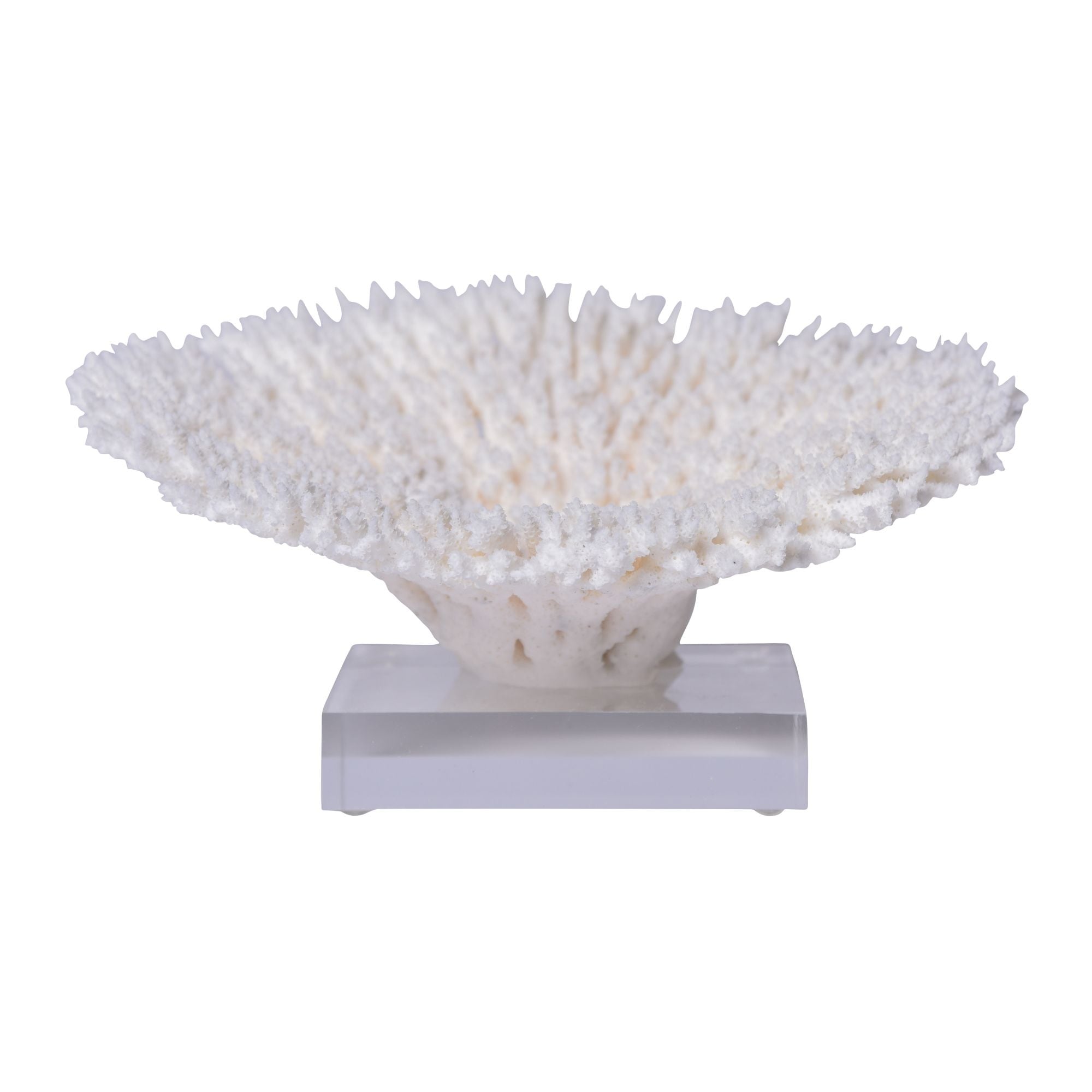 D Table Coral Special 12 15 Inch On Acrylic Base
