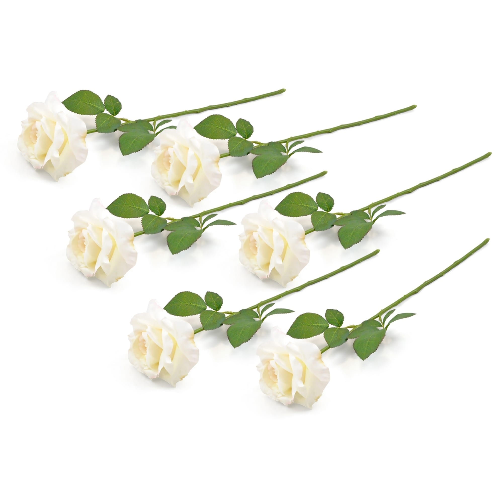 Dii Flower Open Rose Cream Set Of 6