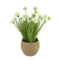 Dahlias And Grass In Pot 29