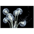 Dancing Dandelions Frameless Free Floating Tempered Glass Panel Graphic Wall Art