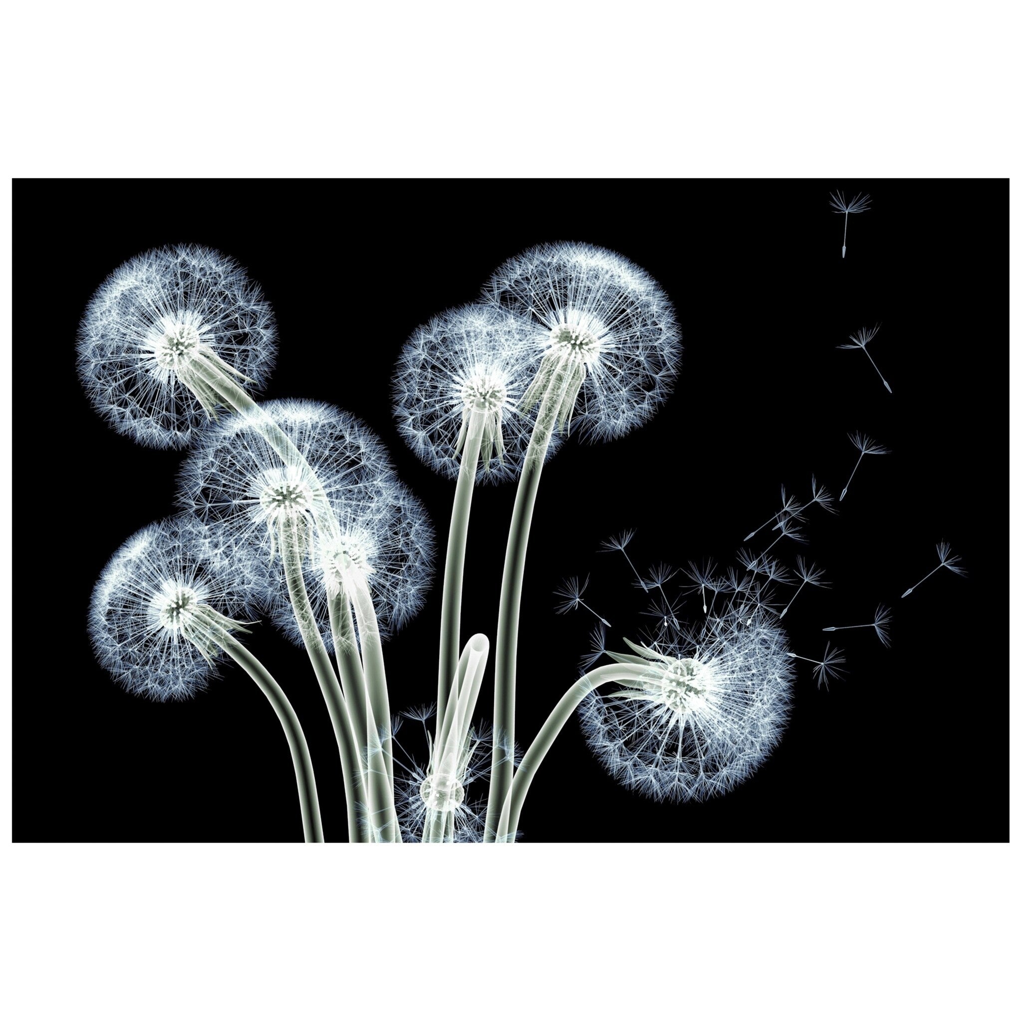 Dancing Dandelions Frameless Free Floating Tempered Glass Panel Graphic Wall Art
