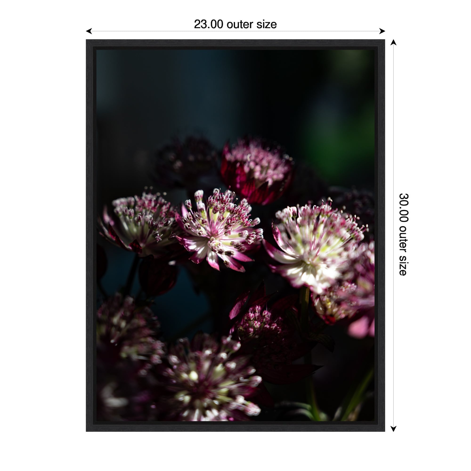 Dark Winter Floral Astrantia Major By Christa Stroo Framed Canvas Wall Art