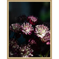 Dark Winter Floral Astrantia Major By Christa Stroo Framed Mounted Canvas Wall Art Print