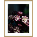 Dark Winter Floral Astrantia Major By Christa Stroo Wood Framed Wall Art Print