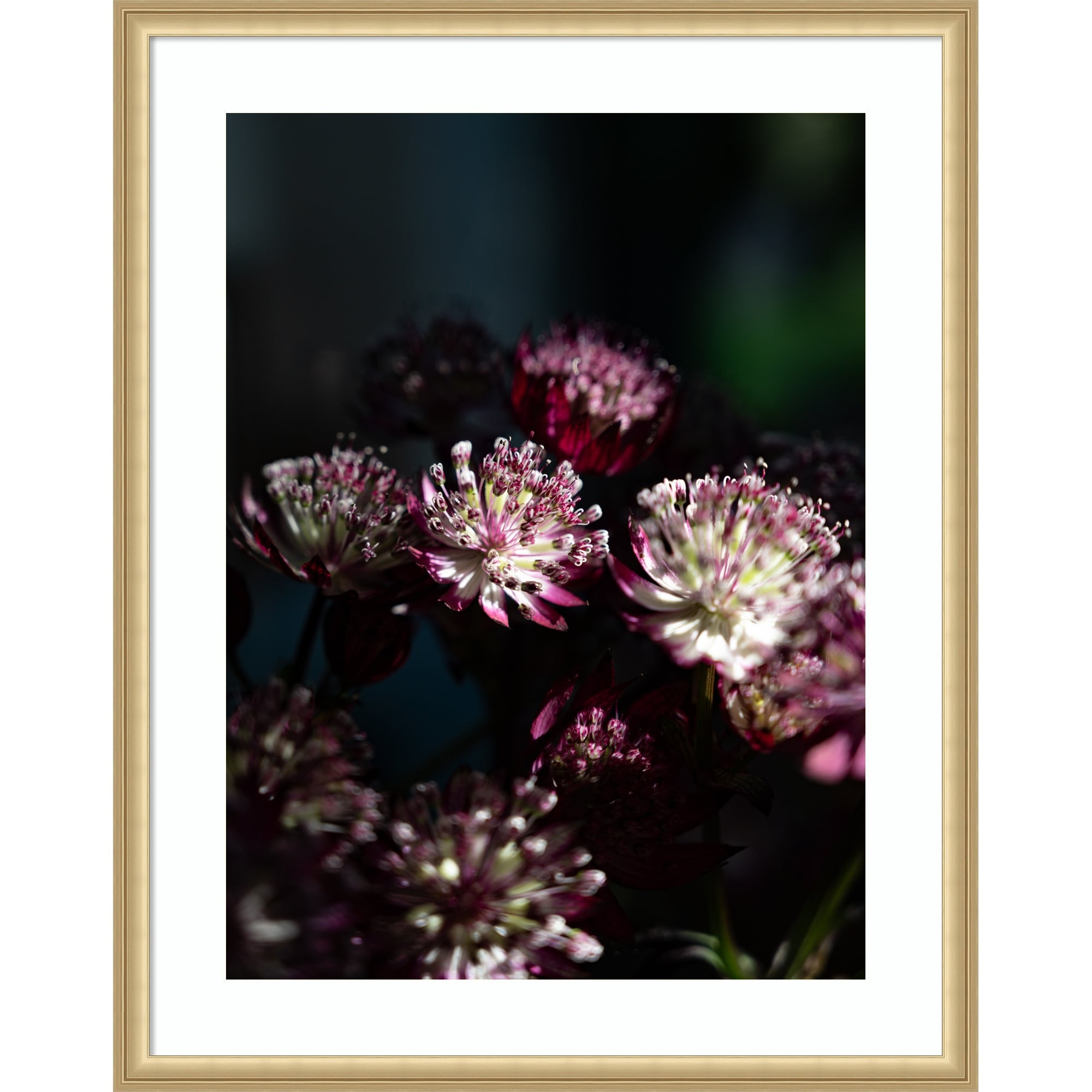 Dark Winter Floral Astrantia Major By Christa Stroo Wood Framed Wall Art Print