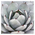 Desert Grey Cactus By Robin Constable Hanson Wrapped Canvas Art Print