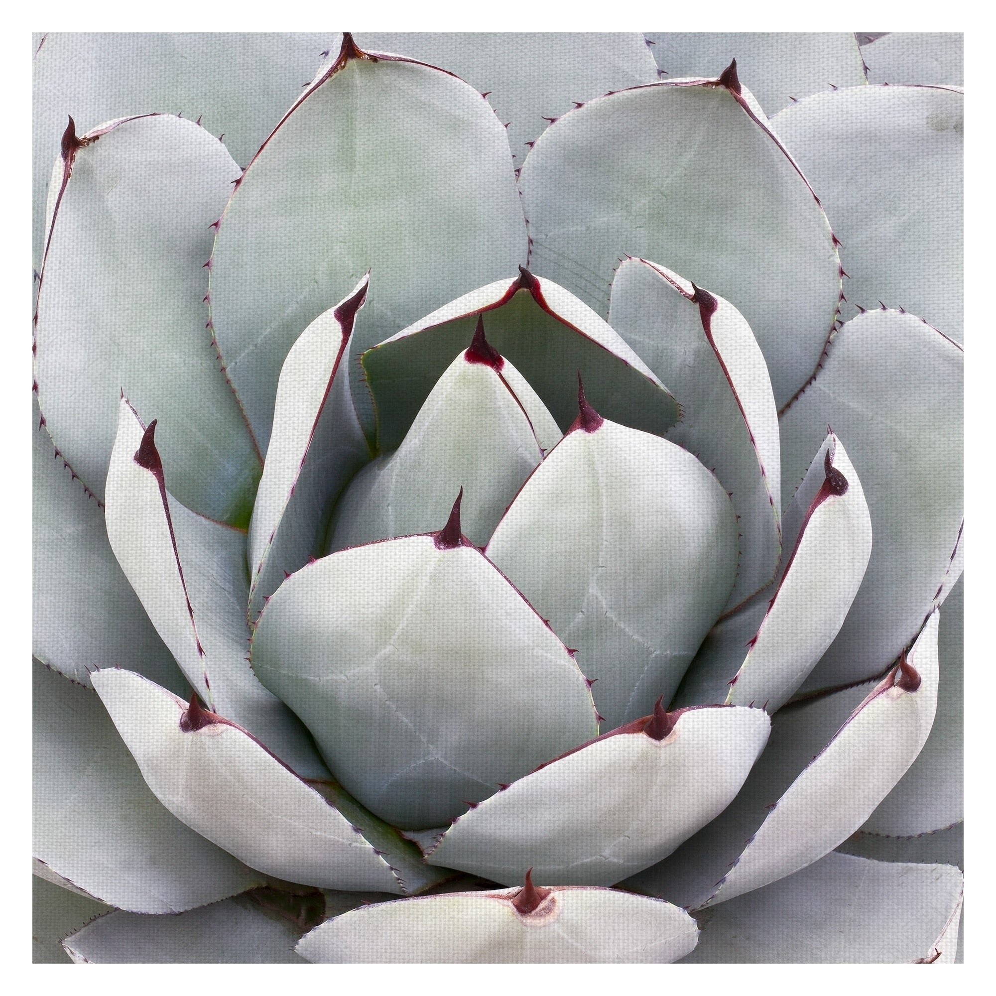Desert Grey Cactus By Robin Constable Hanson Wrapped Canvas Art Print