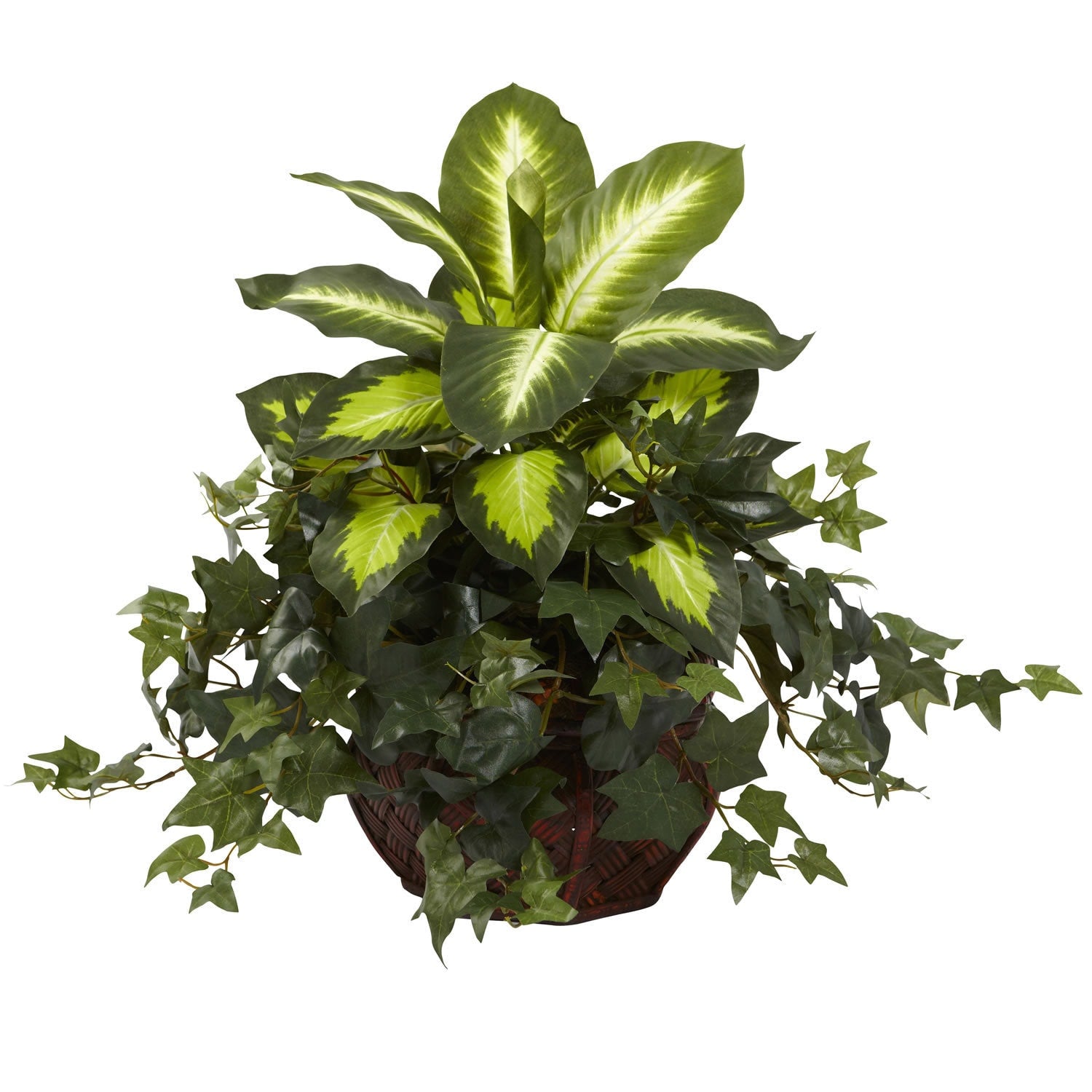 Dieffenbachia And Ivy In Decorative Planter