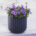 Dreampatio Garland Fiberstone Planter