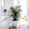 Dreampatio Irvine 12 Dia. X 10.5 H Grey Fiberstone Pineapple Planter