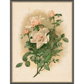 Duchesse De Vallombrosa Roses By Thaddeus Welch Framed Mounted Canvas Wall Art Print