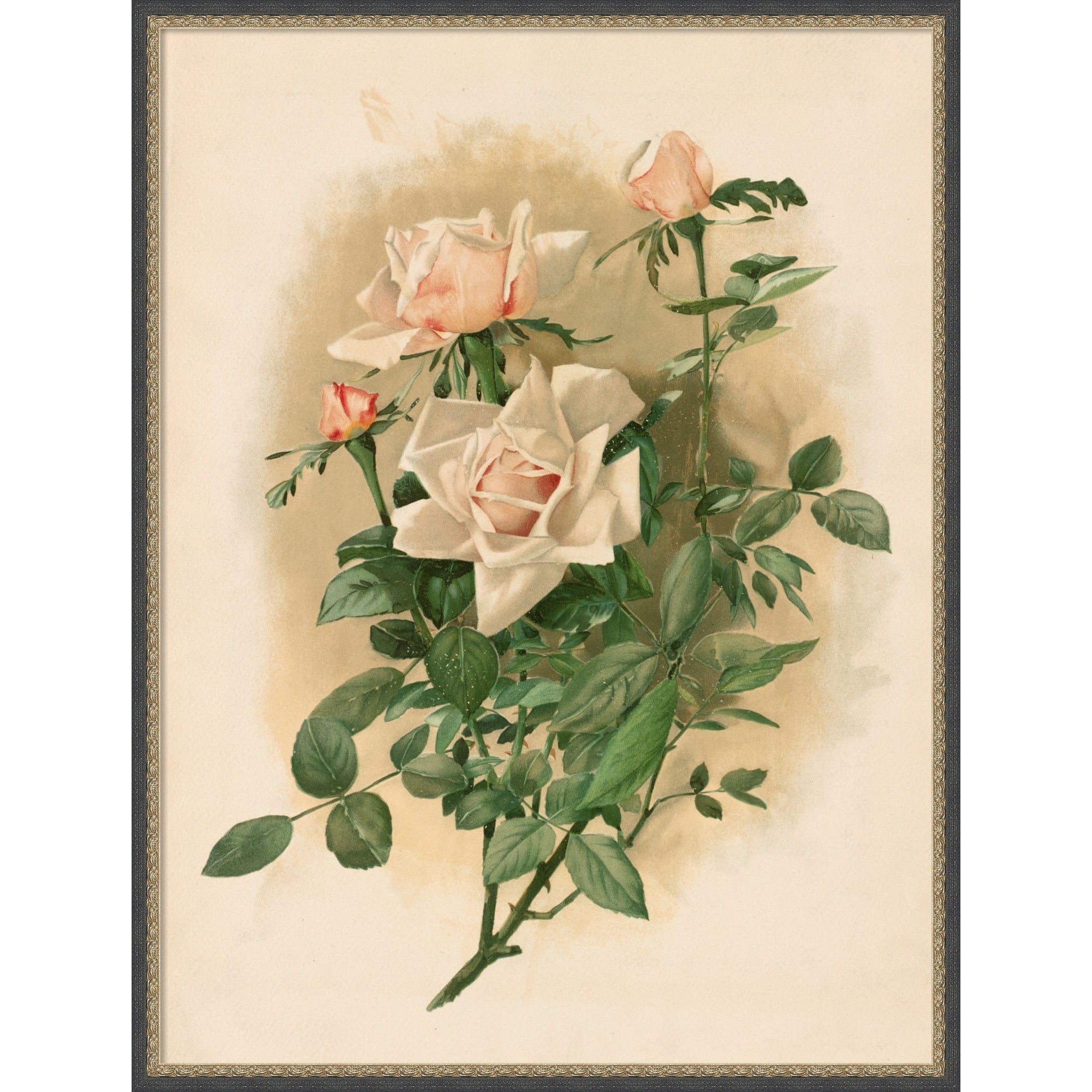 Duchesse De Vallombrosa Roses By Thaddeus Welch Framed Mounted Canvas Wall Art Print