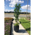 Durx Litecrete Lightweight Concrete Modern Seamless Round Charcoal Planter