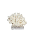 Elkhorn Coral Pacific 7 10 Inch On Acrylic Base
