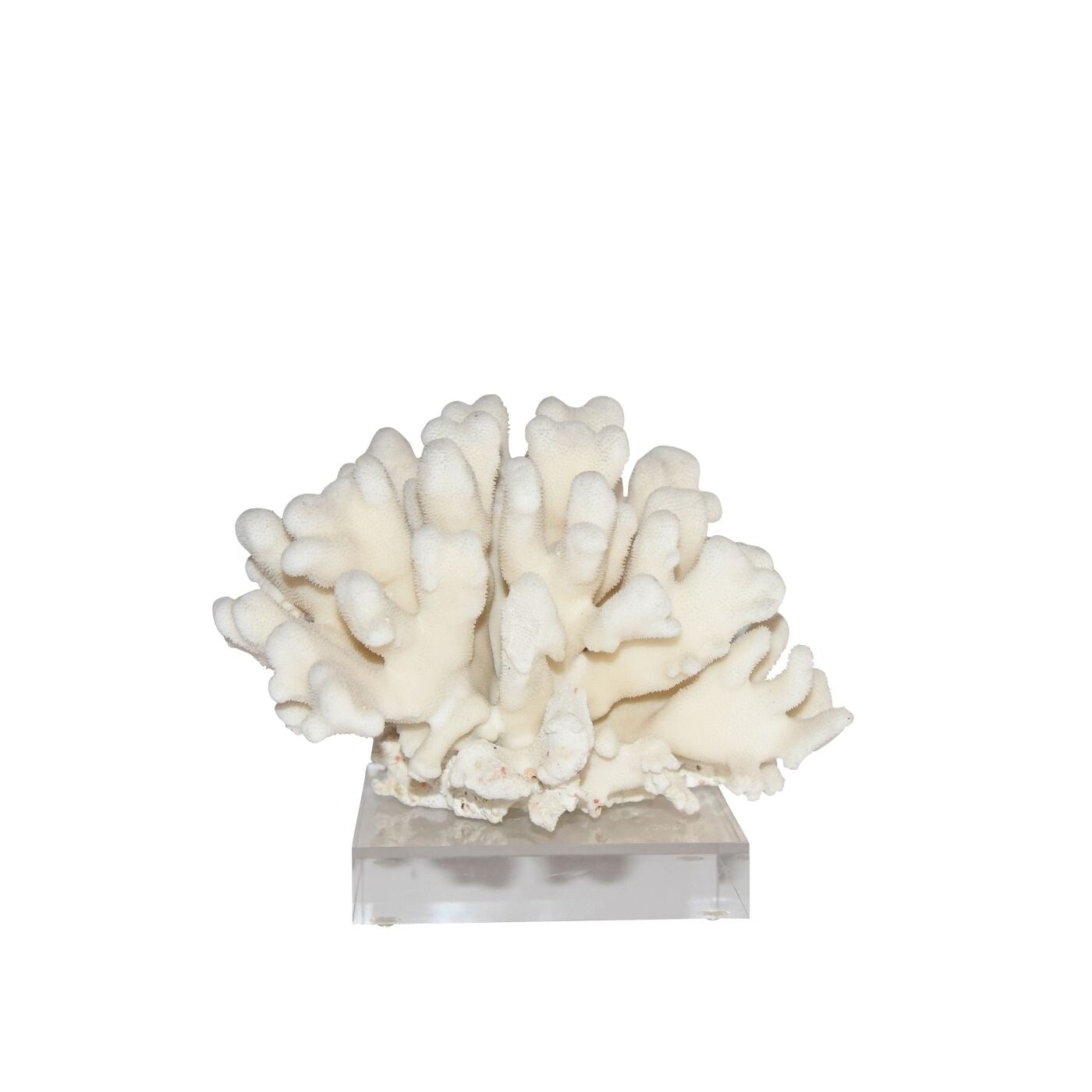 Elkhorn Coral Pacific 7 10 Inch On Acrylic Base