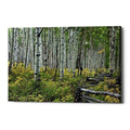 Epic Graffiti Aspen Grove Rail Fence Giclee Canvas Wall Art 18 X26