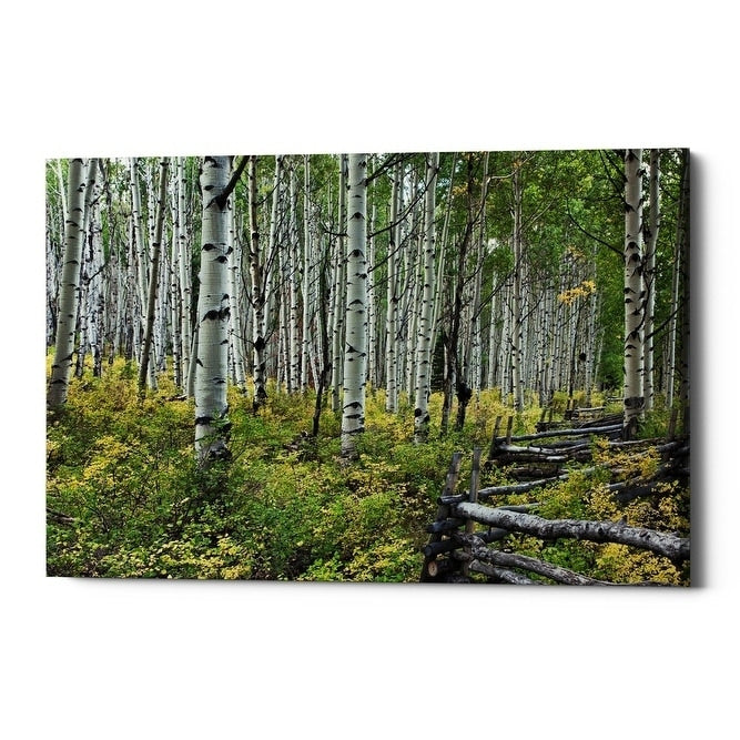 Epic Graffiti Aspen Grove Rail Fence Giclee Canvas Wall Art 18 X26