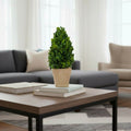 Evergreen 12 Inch Handcrafted Preserved Cone Shaped Boxwood Leaf Topiary In Terracotta Pot