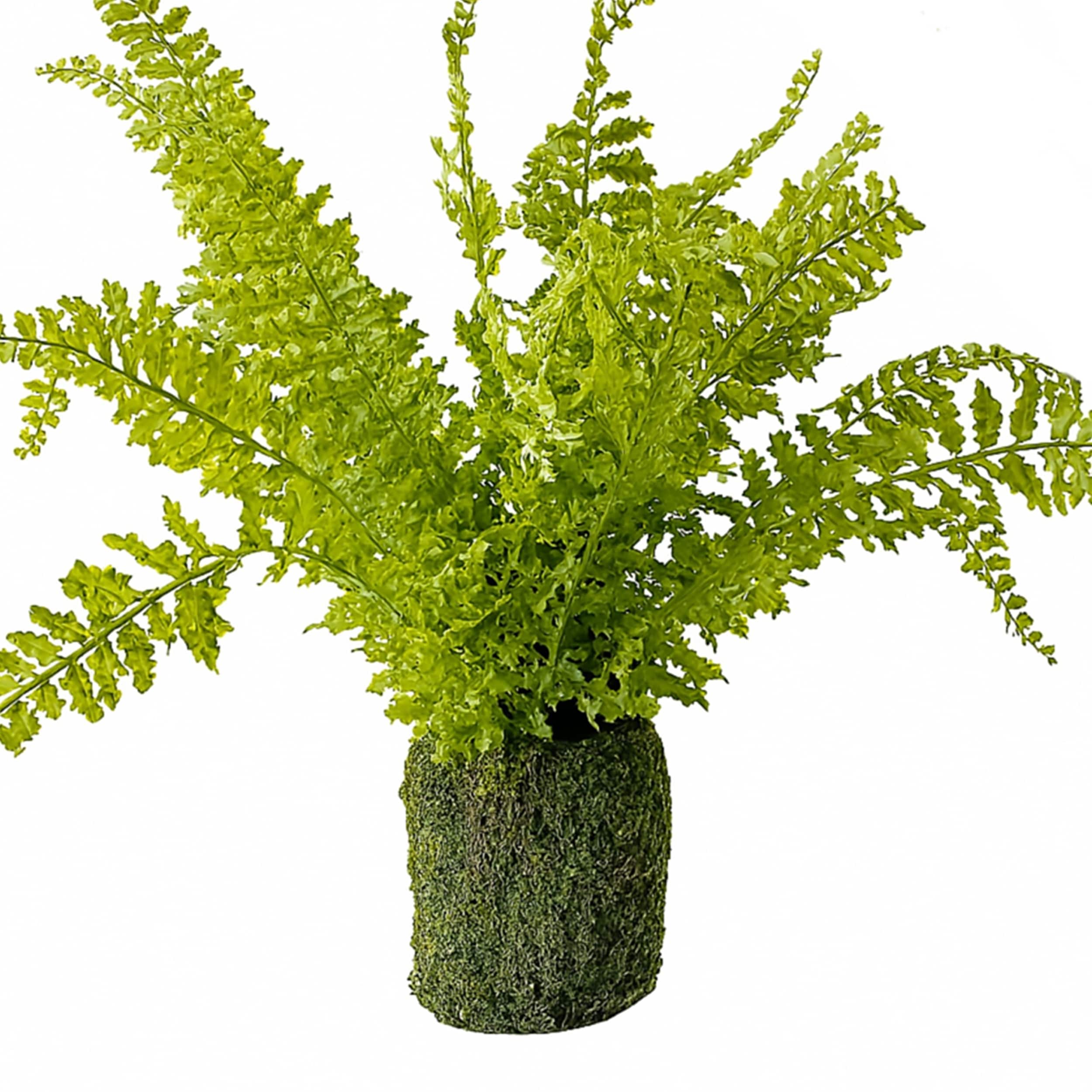 Fern Plant With Mossy Base 21 H