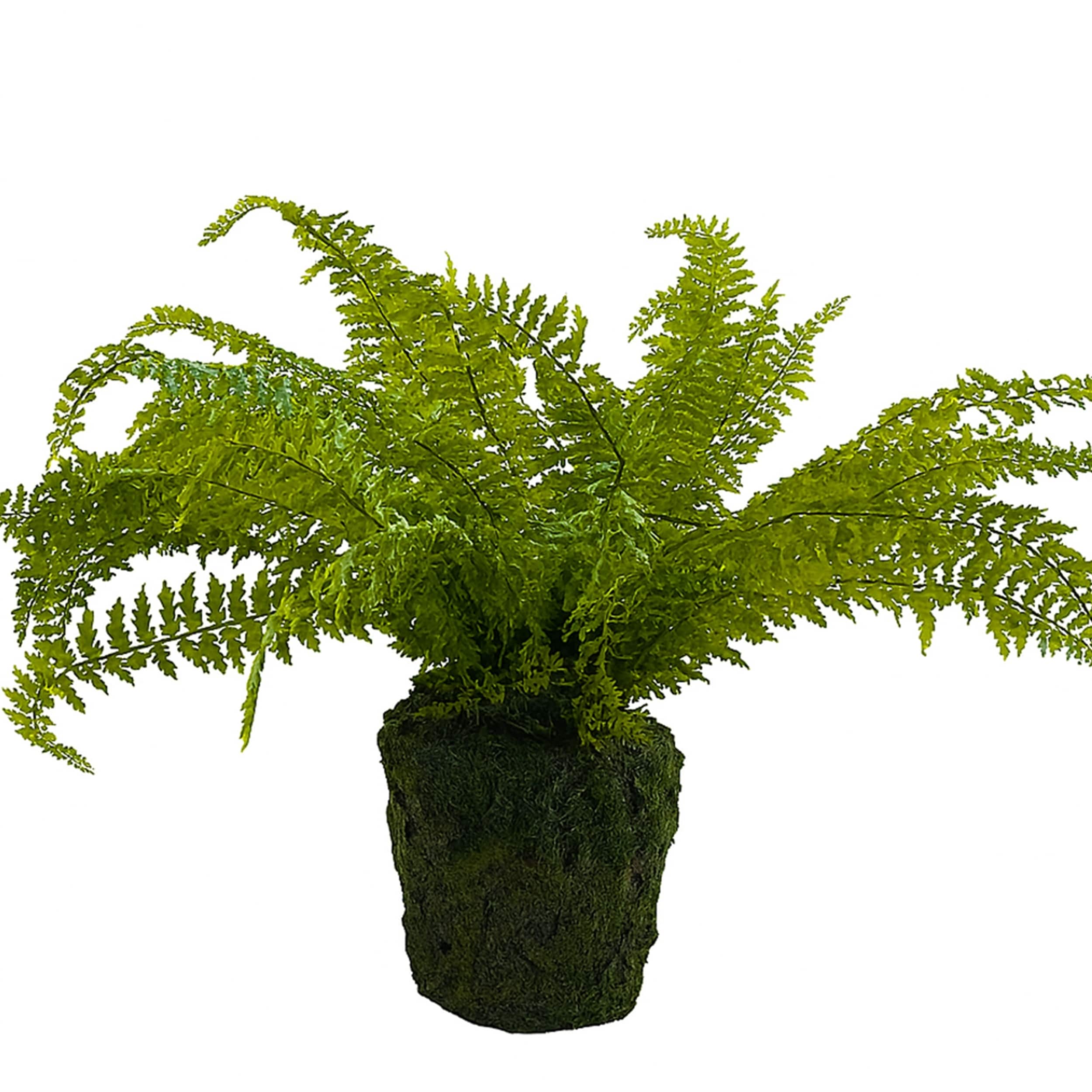 Fern Plant With Mossy Base 27 H