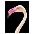 Flamingo Portrait By Mathew Schwartz Wrapped Canvas Art Print