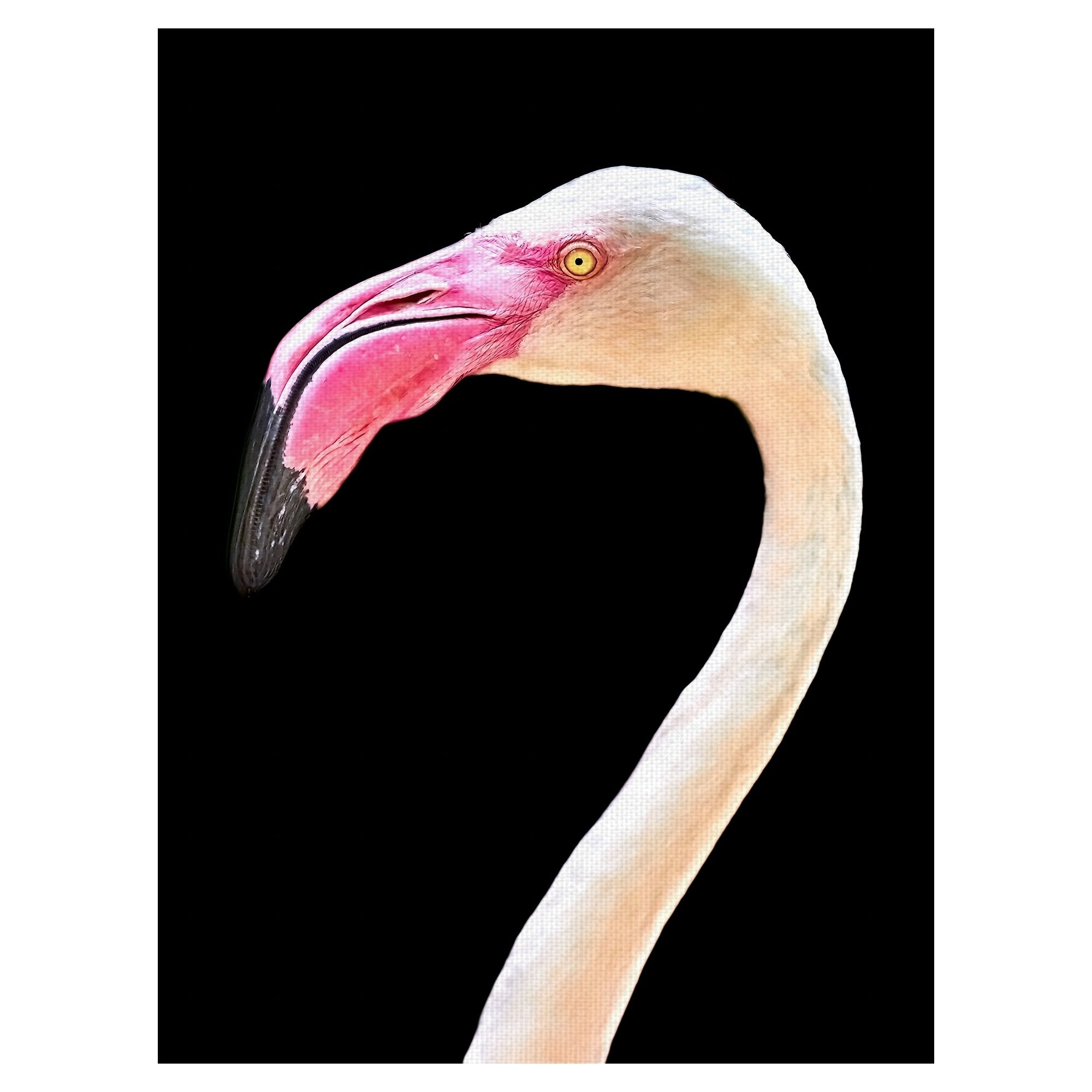 Flamingo Portrait By Mathew Schwartz Wrapped Canvas Art Print