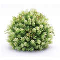 Foliage Half Orb Set Of 2
