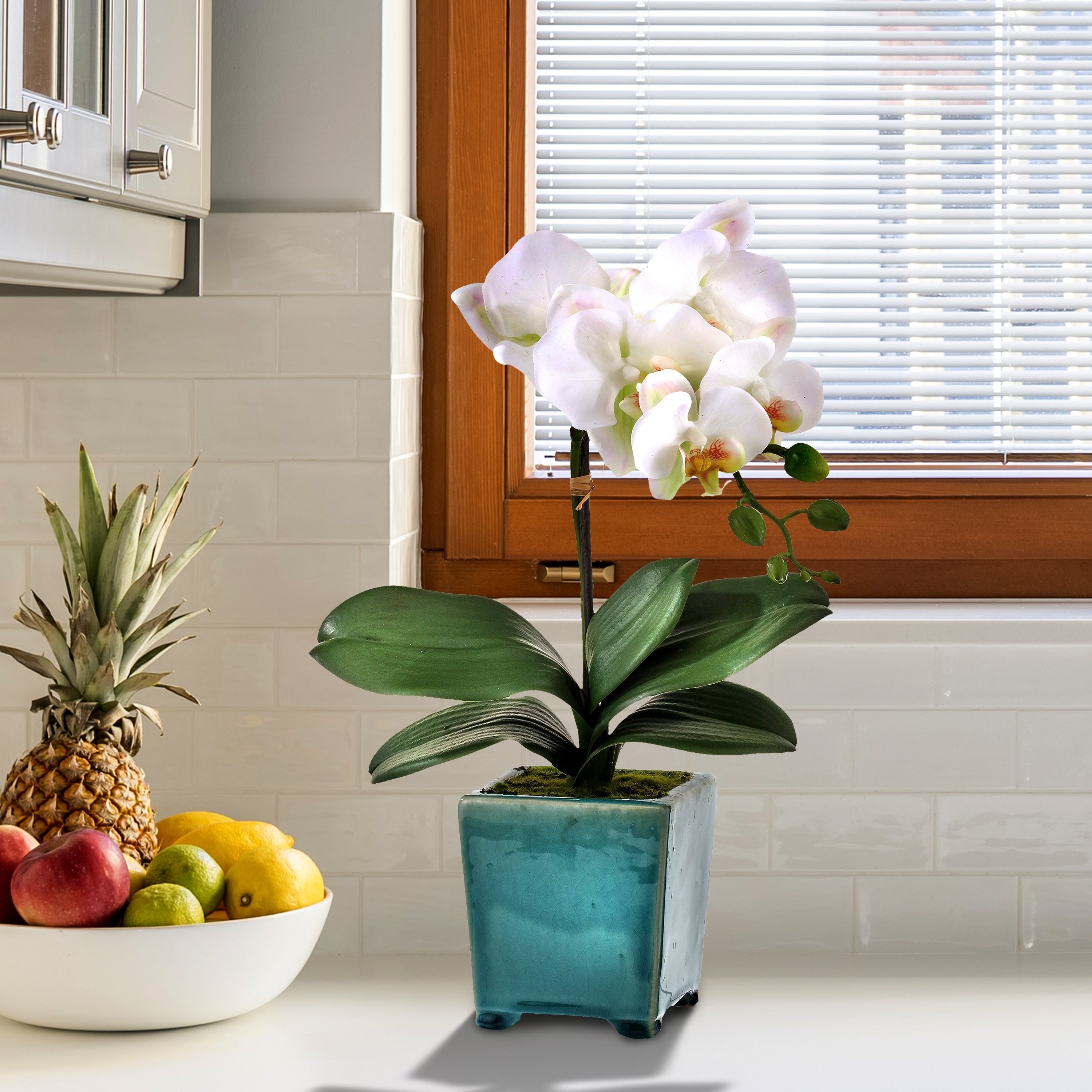 Footed Pot Phaleanopsis 18