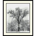 Framed Art Print Oak Tree Snowstorm Yosemite National Park 1948 By Ansel Adams 27 X 32 Inch
