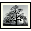 Framed Art Print Oak Tree Sunset City California 1962 By Ansel Adams 27 X 23 Inch