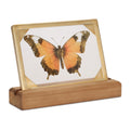 Framed Butterfly Tabletop D Cor 9 L