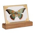 Framed Butterfly Tabletop Decor 9 L
