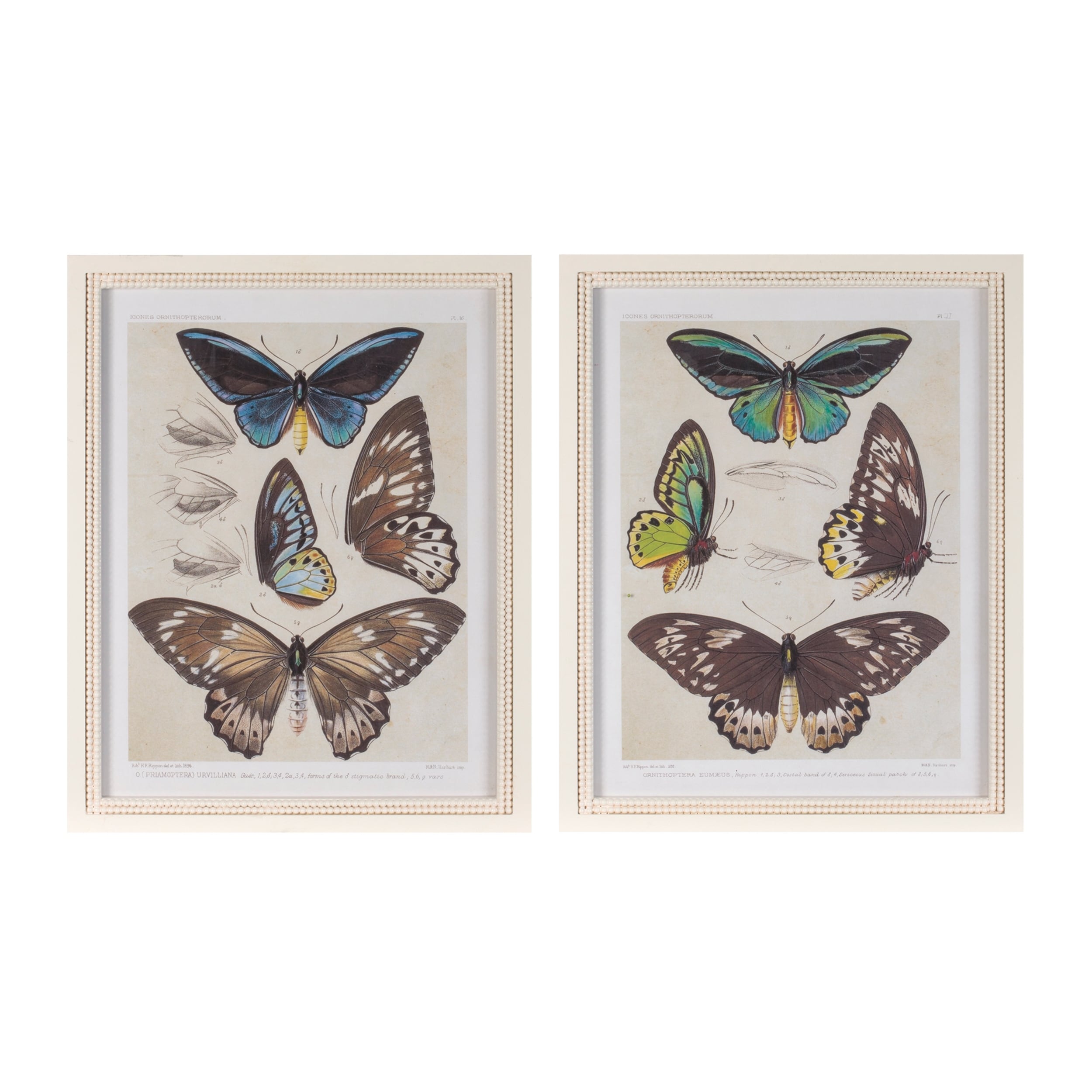 Framed Encyclopedia Butterfly Print Set Of 2