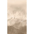 Galerie Wallcoverings Orom Ii Collection Dandelion 62.5 Inches Wide X 9.18 Feet High 3 Panel Wall Mural