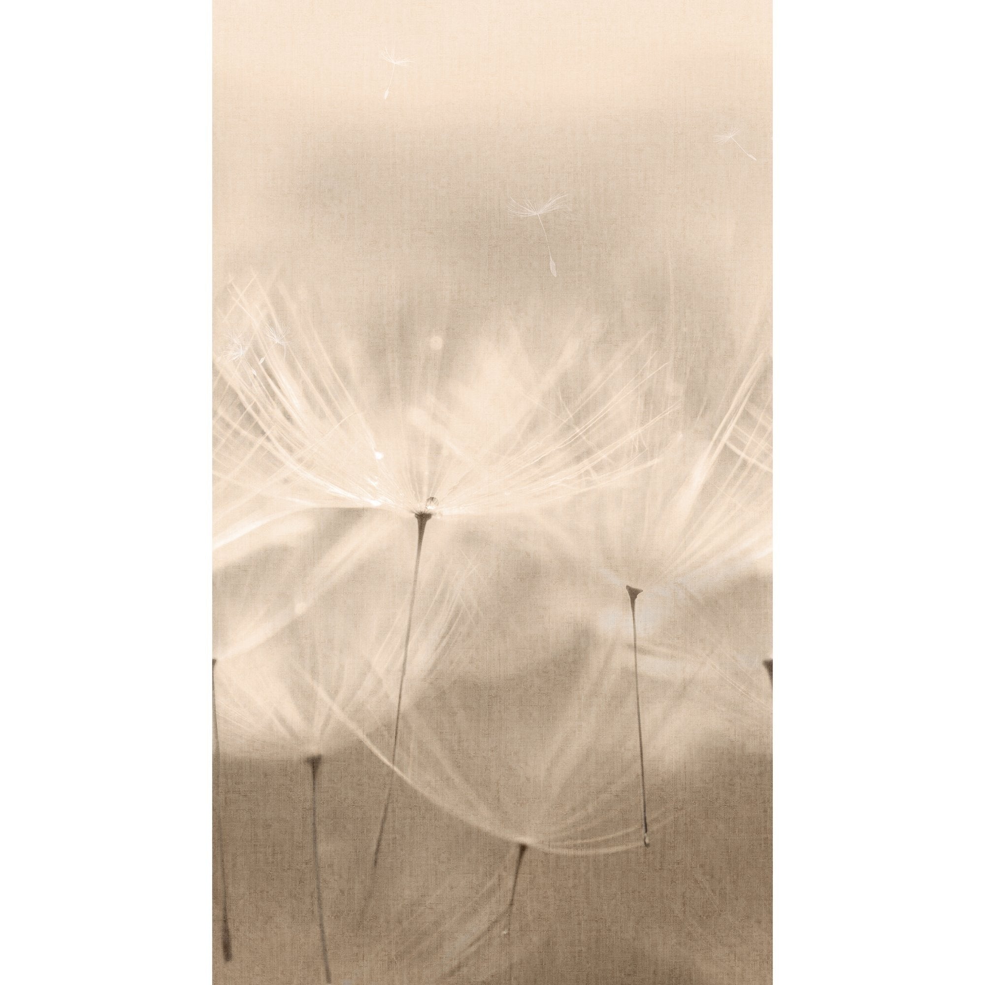 Galerie Wallcoverings Orom Ii Collection Dandelion 62.5 Inches Wide X 9.18 Feet High 3 Panel Wall Mural