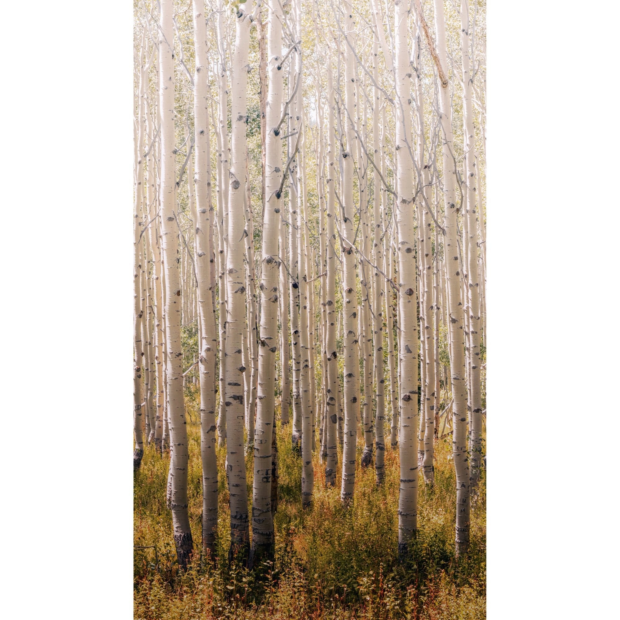 Galerie Wallcoverings Orom Ii Collection Tall Trees 62.5 Inches Wide X 9.18 Feet High 3 Panel Wall Mural