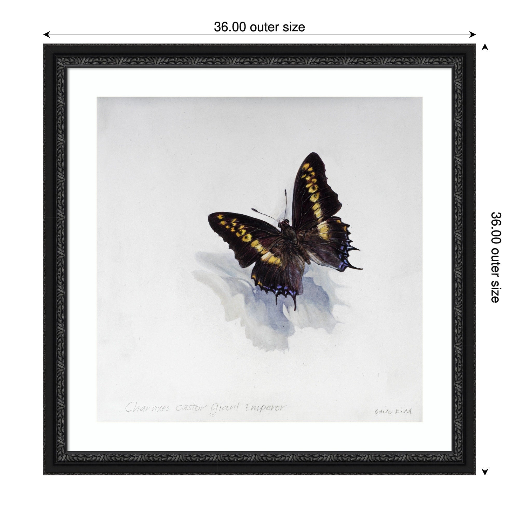 Giant Emperor Butterfly By Odile Kidd Wood Framed Wall Art Print Downton Black