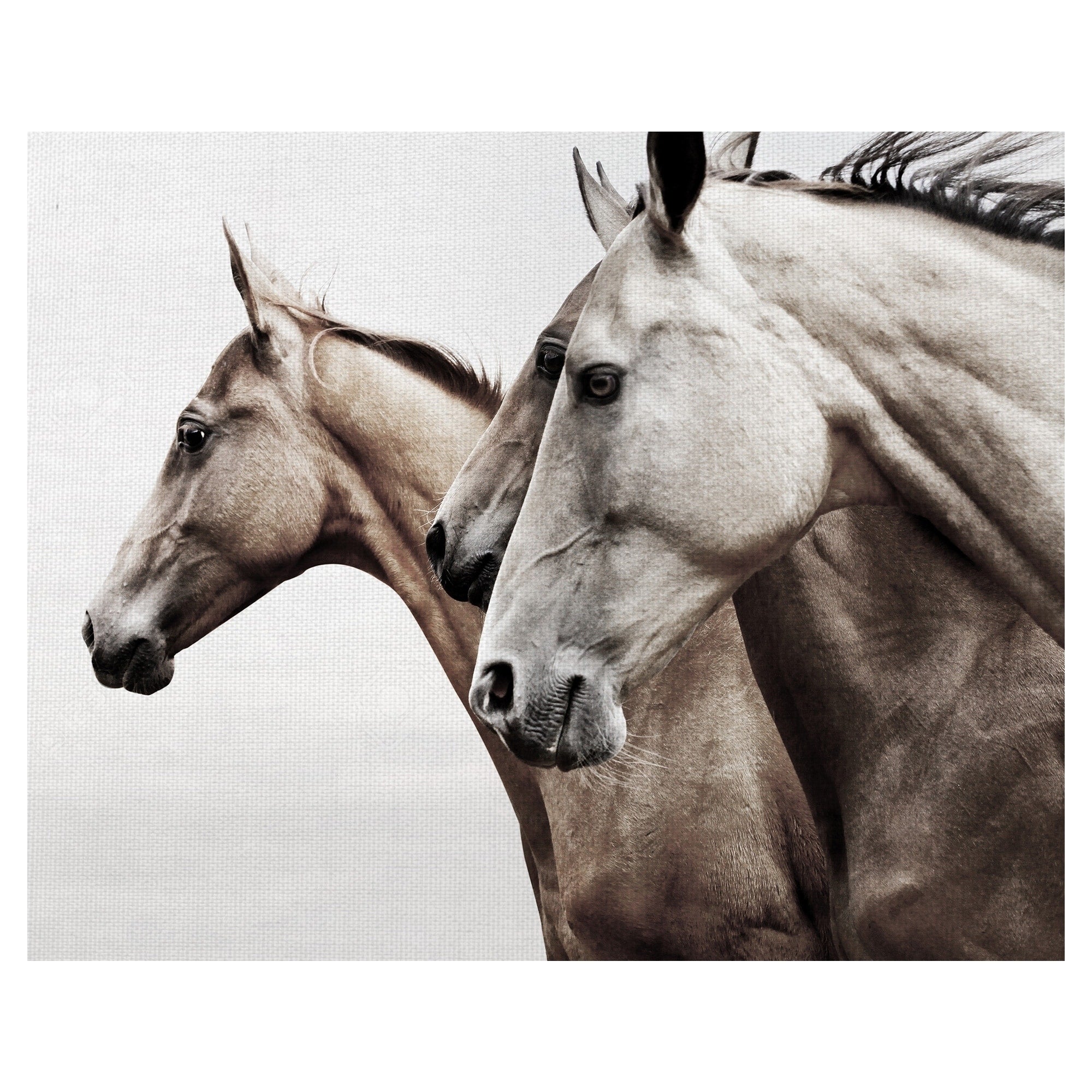 Graceful Horses In Profile By Belle Maison Wrapped Canvas Photo Art Print
