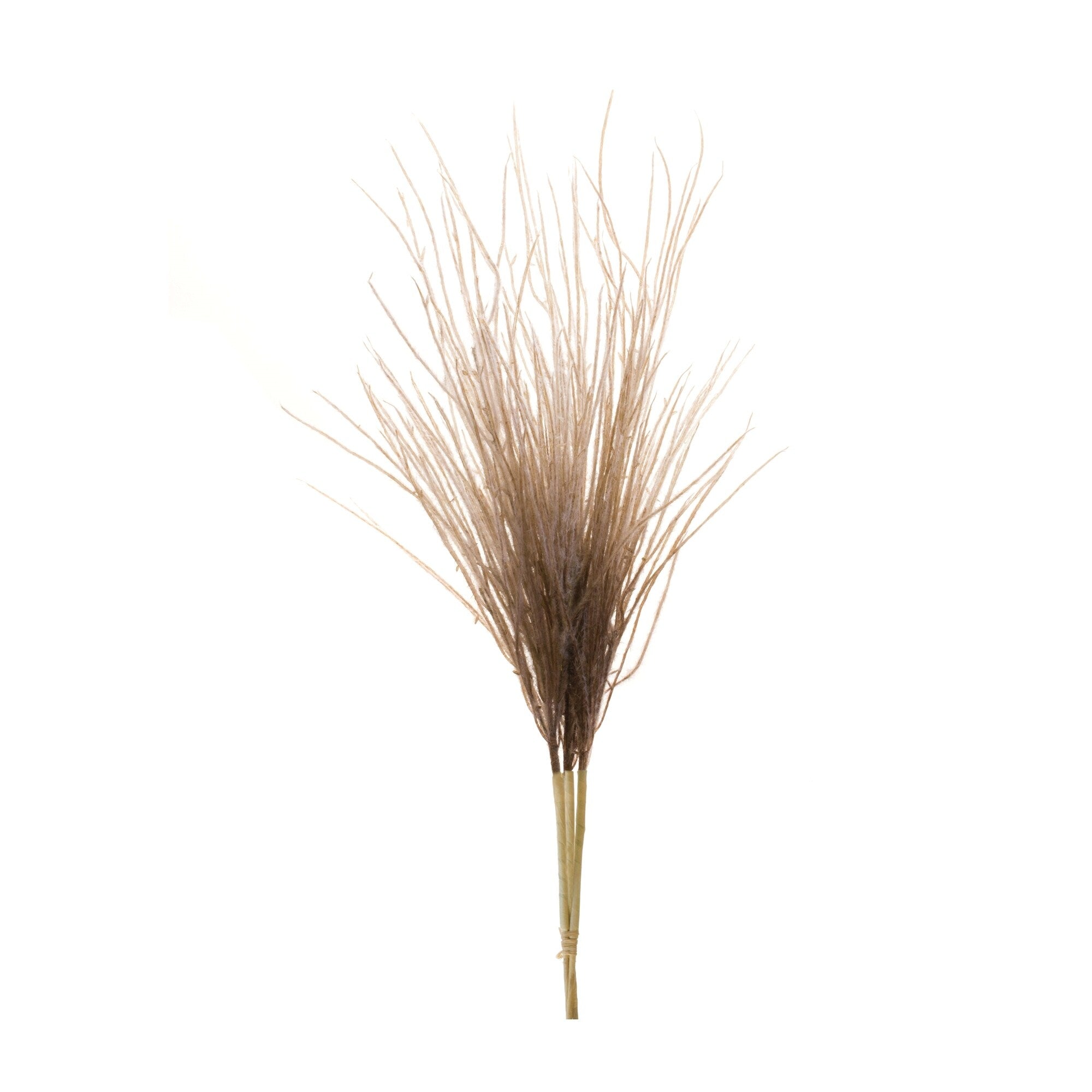 Grass Plume Bundle Set Of 2
