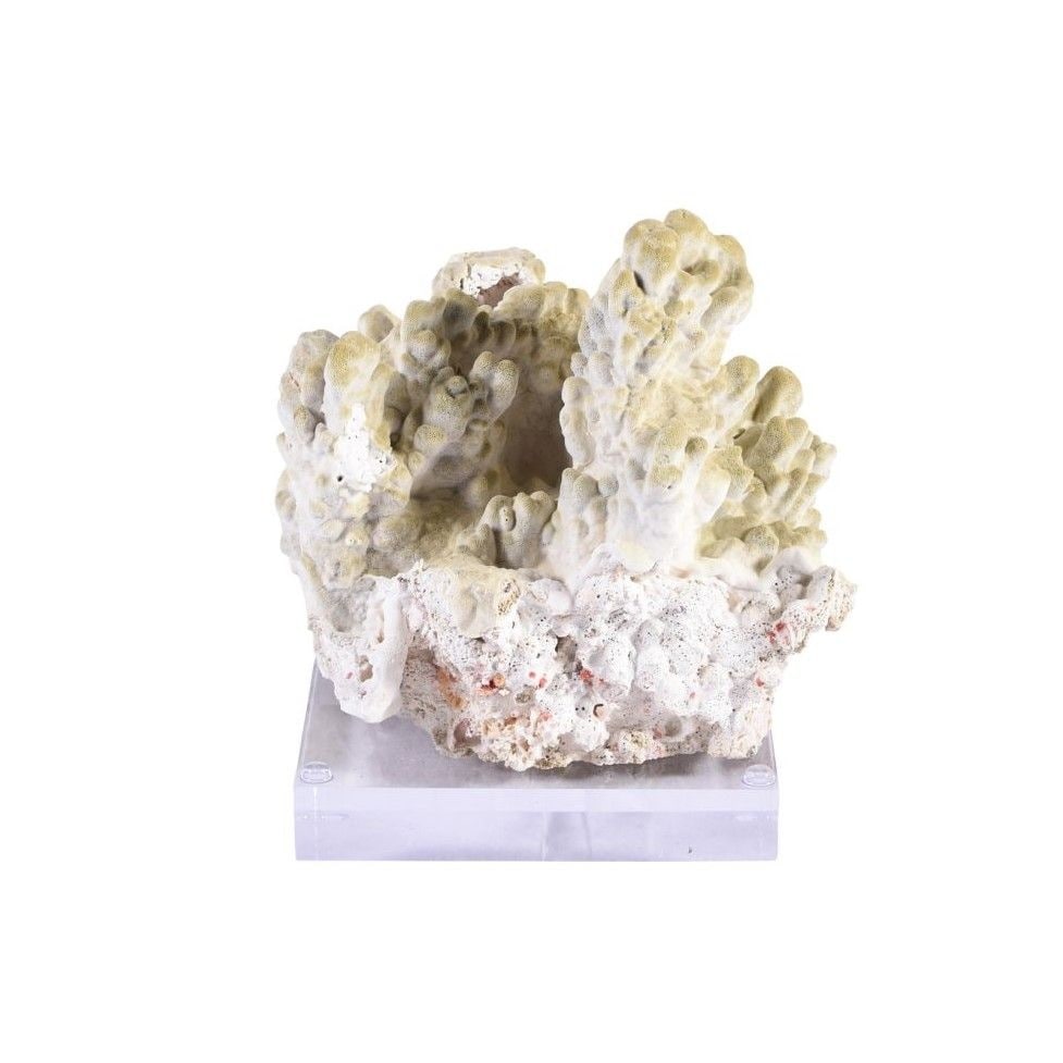 Green Fire Slab Coral 7 10 Inch On Acrylic Base