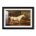 Grey Arabian Stallion Property Of C 1817 James Ward Custom Framed Print