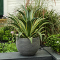 Stone Finish Pottery Bowl Planter Small