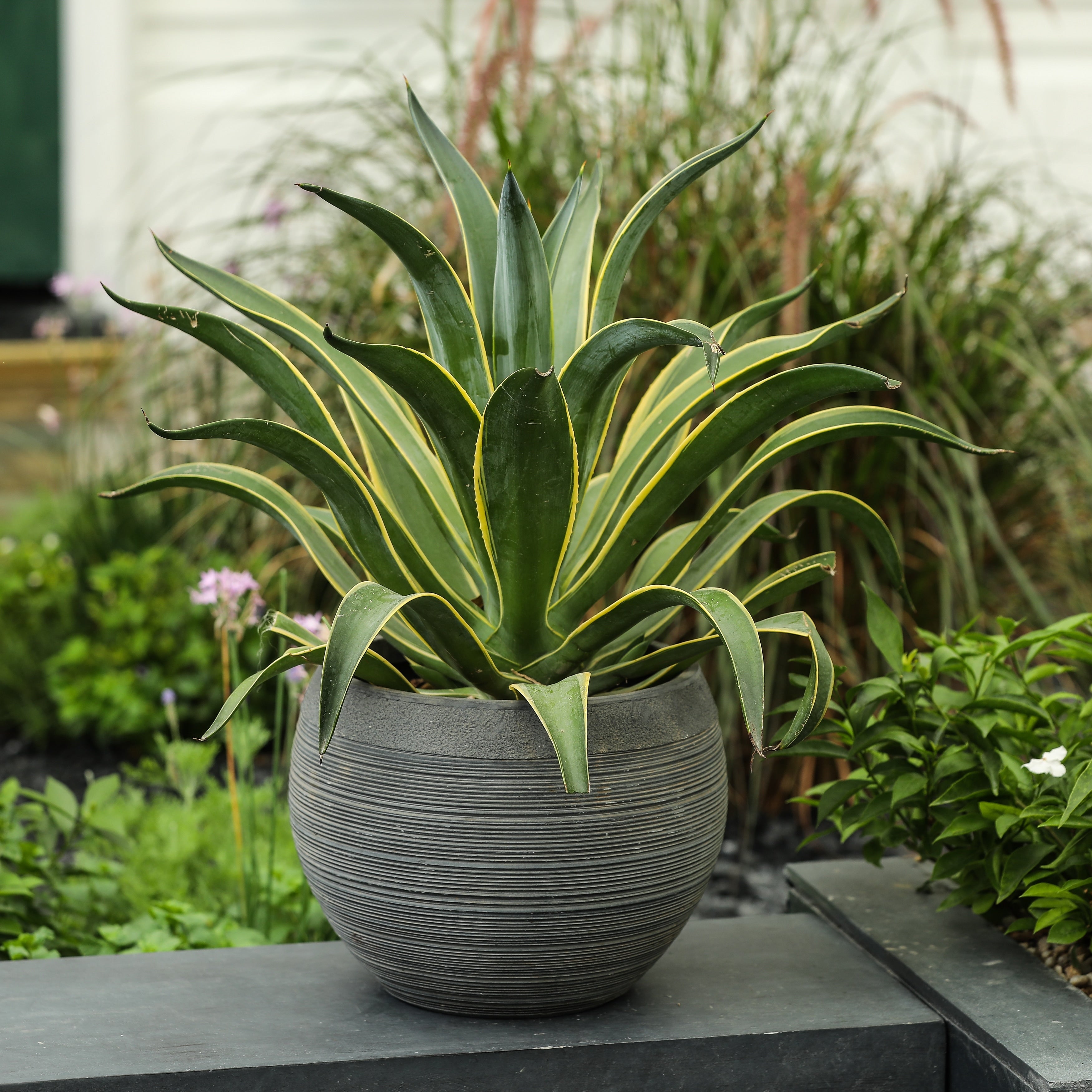 Stone Finish Pottery Bowl Planter Small
