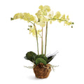 Phalaenopsis Orchid 30 Inch Tall Drop In