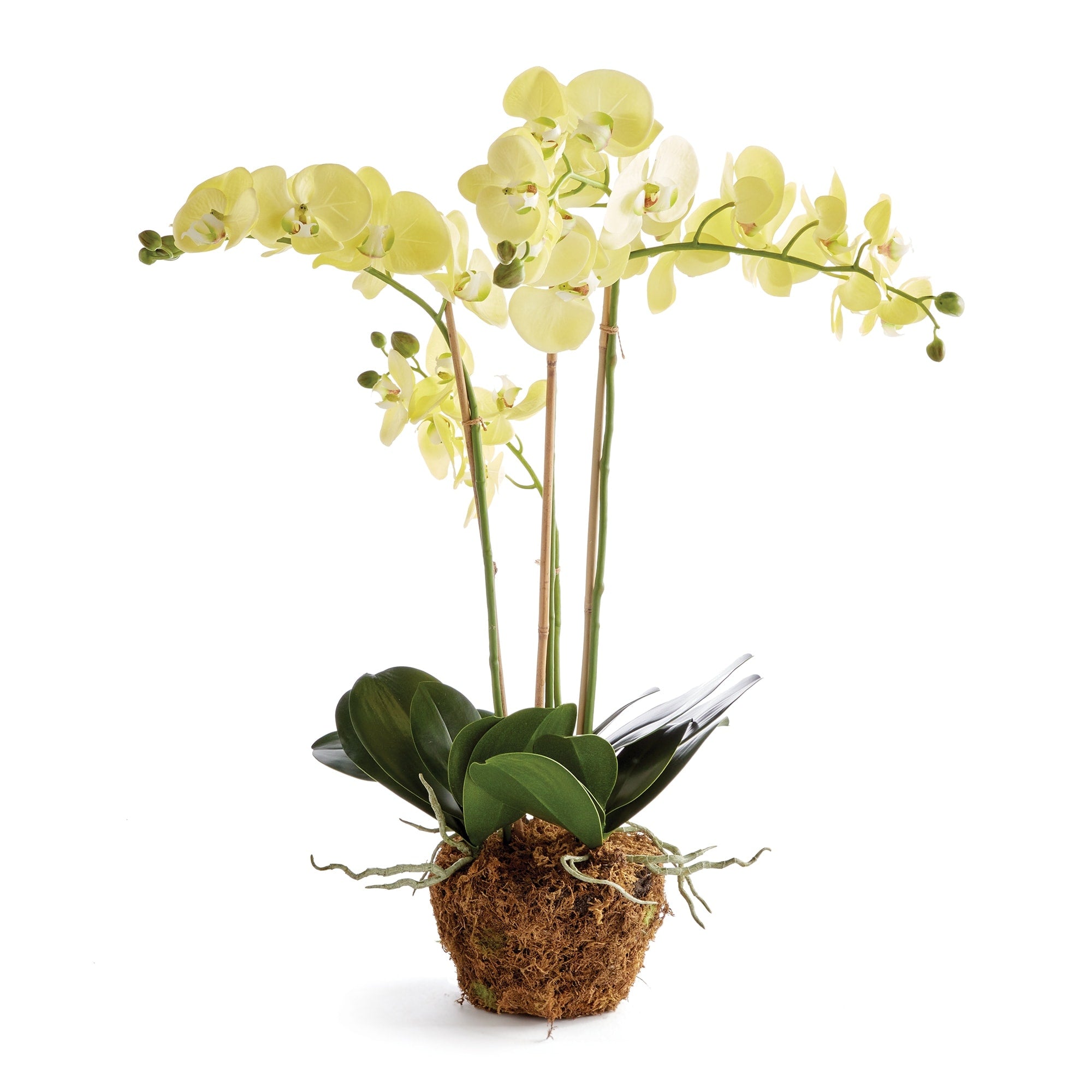 Phalaenopsis Orchid 30 Inch Tall Drop In